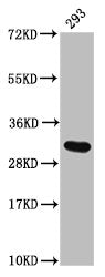Western Blot  | Positive WB detected in: 293 whole cell lysate  | All lanes: HIST1H2AG antibody at 1.2μg/ml  | Secondary  | Goat polyclonal to rabbit IgG at 1/50000 dilution  | Predicted band size: 15 kDa  | Observed band size: 32 kDaRabbit anti-Human HIST1H2AG Polyclonal Antibody
