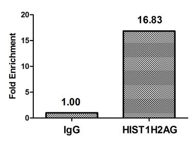Chromatin Immunoprecipitation Hela (4*106, treated with 30mM sodium crotonylate for 4h) were treated with Micrococcal Nuclease, sonicated, and immunoprecipitated with 5μg anti-HIST1H2AG (Crotonyl-HIST1H2AG (K118) Antibody) or a control normal rabbit IgG. The resulting ChIP DNA was quantified using real-time PCR with primers against the β-Globin promoter.Rabbit anti-Human HIST1H2AG Polyclonal Antibody