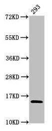 Western Blot  | Positive WB detected in: 293 whole cell lysate  | All lanes: HIST1H2AG antibody at 1.32μg/ml  | Secondary  | Goat polyclonal to rabbit IgG at 1/50000 dilution  | Predicted band size: 15 kDa  | Observed band size: 15 kDaRabbit anti-Human HIST1H2AG Polyclonal Antibody