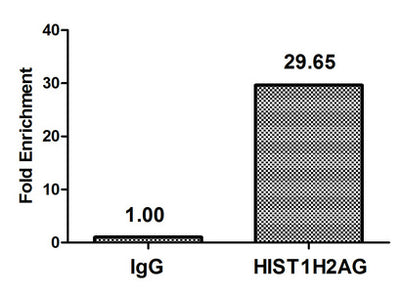 Chromatin Immunoprecipitation Hela (4*106) were treated with Micrococcal Nuclease, sonicated, and immunoprecipitated with 5µg anti-HIST1H2AG (HIST1H2AG (Ab-119) Antibody) or a control normal rabbit IgG. The resulting ChIP DNA was quantified using real-time PCR with primers against the β-Globin promoter.Rabbit anti-Human HIST1H2AG Polyclonal Antibody