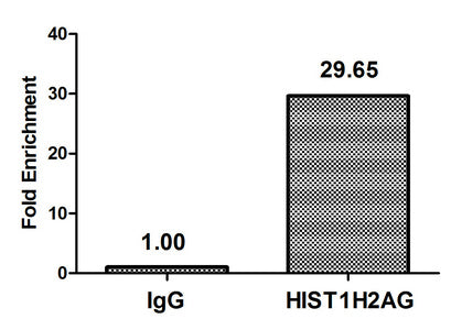 Chromatin Immunoprecipitation Hela (4*106) were treated with Micrococcal Nuclease, sonicated, and immunoprecipitated with 5µg anti-HIST1H2AG (HIST1H2AG (Ab-119) Antibody) or a control normal rabbit IgG. The resulting ChIP DNA was quantified using real-time PCR with primers against the β-Globin promoter.Rabbit anti-Human HIST1H2AG Polyclonal Antibody