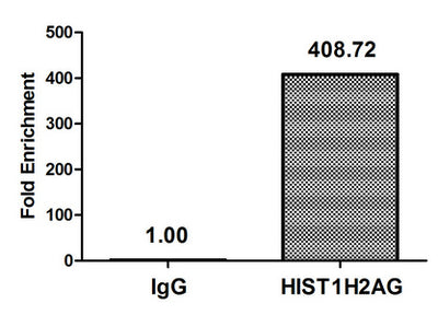 Chromatin Immunoprecipitation Hela (4*106, treated with 30mM sodium butyrate for 4h) were treated with Micrococcal Nuclease, sonicated, and immunoprecipitated with 8µg anti-HIST1H2AG (Acetyl-HIST1H2AG (K36) Antibody) or a control normal rabbit IgG. The resulting ChIP DNA was quantified using real-time PCR with primers against the β-Globin promoter.Rabbit anti-Human HIST1H2AG Polyclonal Antibody