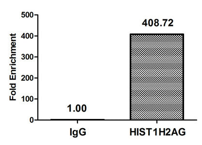 Chromatin Immunoprecipitation Hela (4*106, treated with 30mM sodium butyrate for 4h) were treated with Micrococcal Nuclease, sonicated, and immunoprecipitated with 8µg anti-HIST1H2AG (Acetyl-HIST1H2AG (K36) Antibody) or a control normal rabbit IgG. The resulting ChIP DNA was quantified using real-time PCR with primers against the β-Globin promoter.Rabbit anti-Human HIST1H2AG Polyclonal Antibody
