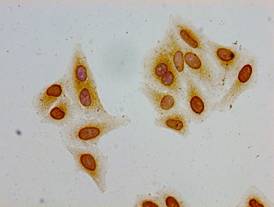 Immunocytochemistry analysis of Hela cells using the antibody at dilution of 1:100Rabbit anti-Human HIST1H2AG Polyclonal Antibody