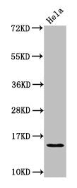 Western Blot  | Positive WB detected in: Hela whole cell lysate  | All lanes: HIST1H2AG antibody at 1.25µg/ml  | Secondary  | Goat polyclonal to rabbit IgG at 1/50000 dilution  | Predicted band size: 15 kDa  | Observed band size: 15 kDaRabbit anti-Human HIST1H2AG Polyclonal Antibody