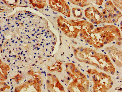 IHC image of HIST1H2BB Antibody diluted at 1:800 and staining in paraffin-embedded human kidney tissue performed on a Leica BondTM system. After dewaxing and hydration, antigen retrieval was mediated by high pressure in a citrate buffer (pH 6.0). Section was blocked with 10% normal goat serum 30min at RT. Then primary antibody (1% BSA) was incubated at 4°C overnight. The primary is detected by a biotinylated secondary antibody and visualized using an HRP conjugated SP system.Rabbit anti-Human HIST1H2BB Polyclonal Antibody