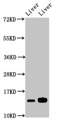 Western Blot  | Positive WB detected in: Mouse liver tissue, Rat liver tissue  | All lanes: HIST1H2BB antibody at 2.8μg/ml  | Secondary  | Goat polyclonal to rabbit IgG at 1/50000 dilution  | Predicted band size: 14 kDa  | Observed band size: 14 kDaRabbit anti-Human HIST1H2BB Polyclonal Antibody