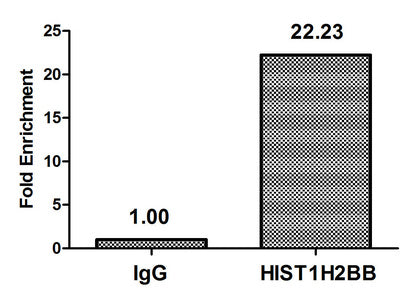 Chromatin Immunoprecipitation Hela (4*106, treated with 30mM sodium butyrate for 4h) were treated with Micrococcal Nuclease, sonicated, and immunoprecipitated with 8µg anti-HIST1H2BB (Acetyl-HIST1H2BB (K5) Antibody) or a control normal rabbit IgG. The resulting ChIP DNA was quantified using real-time PCR with primers against the β-Globin promoter.Rabbit anti-Human HIST1H2BB Polyclonal Antibody