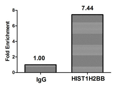 Chromatin Immunoprecipitation Hela (4*106) were treated with Micrococcal Nuclease, sonicated, and immunoprecipitated with 8µg anti-HIST1H2BB (Acetyl-HIST1H2BB (K16) Antibody) or a control normal rabbit IgG. The resulting ChIP DNA was quantified using real-time PCR with primers against the β-Globin promoter.Rabbit anti-Human HIST1H2BB Polyclonal Antibody