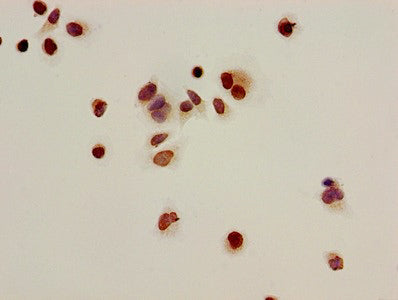Immunocytochemistry analysis of Hela cells using the antibody at dilution of 1:100Rabbit anti-Human HIST1H2BB Polyclonal Antibody