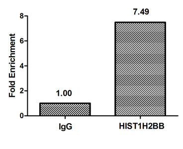 Chromatin Immunoprecipitation Hela (4*106) were treated with Micrococcal Nuclease, sonicated, and immunoprecipitated with 8µg anti-HIST1H2BB (HIST1H2BB (Ab-16) Antibody) or a control normal rabbit IgG. The resulting ChIP DNA was quantified using real-time PCR with primers against the β-Globin promoter.Rabbit anti-Human HIST1H2BB Polyclonal Antibody