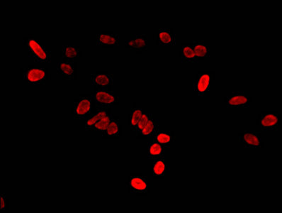 Immunofluorescent analysis of Hela cells using HIST1H2BB (Ab-16) Antibody at dilution of 1:100 and Cy3-congugated Goat Anti-Rabbit IgGRabbit anti-Human HIST1H2BB Polyclonal Antibody