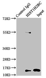 Immunoprecipitating HIST1H2BC in HEK293 whole cell lysate  | Lane 1: Rabbit control IgG instead of Butyrly-HIST1H2BC (K5) Antibody in HEK293 whole cell lysate. For western blotting, a HRP-conjugated Protein G antibody was used as the secondary antibody (1/2000)  | Lane 2: Butyrly-HIST1H2BC (K5) Antibody (5µg) + HEK293 whole cell lysate (500µg)  | Lane 3: HEK293 whole cell lysate (20µg)Rabbit anti-Human HIST1H2BC Polyclonal Antibody