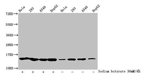 Western Blot  | Detected samples: Hela whole cell lysate, 293 whole cell lysate, A549 whole cell lysate, HepG2 whole cell lysate; Untreated (-) or treated (+) with 30mM sodium butyrate for 4h  | All lanes: HIST1H2BC antibody at 1:100  | Secondary  | Goat polyclonal to rabbit IgG at 1/50000 dilution  | Predicted band size: 14 kDa  | Observed band size: 14 kDaRabbit anti-Human HIST1H2BC Polyclonal Antibody