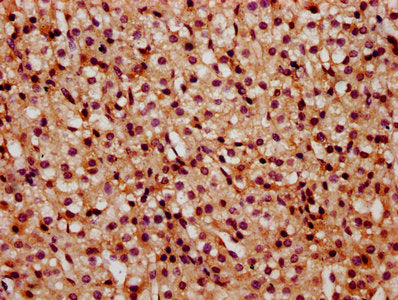 IHC image of HIST1H2BC (Ab-5) Antibody diluted at 1:10 and staining in paraffin-embedded human adrenal gland tissue performed on a Leica BondTM system. After dewaxing and hydration, antigen retrieval was mediated by high pressure in a citrate buffer (pH 6.0). Section was blocked with 10% normal goat serum 30min at RT. Then primary antibody (1% BSA) was incubated at 4°C overnight. The primary is detected by a biotinylated secondary antibody and visualized using an HRP conjugated SP system.Rabbit anti-Human HIST1H2BC Polyclonal Antibody