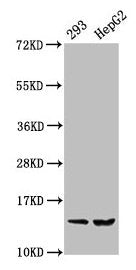 Western Blot  | Positive WB detected in: 293 whole cell lysate, HepG2 whole cell lysate  | All lanes: HIST1H2BC antibody at 0.36µg/ml  | Secondary  | Goat polyclonal to rabbit IgG at 1/50000 dilution  | Predicted band size: 14 kDa  | Observed band size: 14 kDaRabbit anti-Human HIST1H2BC Polyclonal Antibody