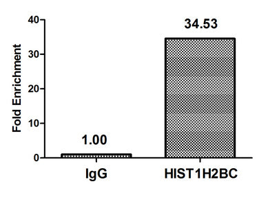 Chromatin Immunoprecipitation Hela (4*106, treated with 30mM sodium butyrate for 4h) were treated with Benzanase, sonicated, and immunoprecipitated with 5µg anti-HIST1H2BC (Acetyl-HIST1H2BC (K108) Antibody) or a control normal rabbit IgG. The resulting ChIP DNA was quantified using real-time PCR with primers against the β-Globin promoter.Rabbit anti-Human HIST1H2BC Polyclonal Antibody