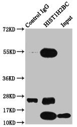 Immunoprecipitating HIST1H2BC in HepG2 whole cell lysate  | Lane 1: Rabbit control IgG instead of HIST1H2BC (Ab-108) Antibody in HepG2 whole cell lysate. For western blotting, a HRP-conjugated Protein G antibody was used as the secondary antibody (1/2000)  | Lane 2: HIST1H2BC (Ab-108) Antibody (5µg) + HepG2 whole cell lysate (500µg)  | Lane 3: HepG2 whole cell lysate (20µg)Rabbit anti-Human HIST1H2BC Polyclonal Antibody