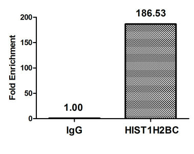 Chromatin Immunoprecipitation Hela (106, treated with 30mM sodium butyrate for 4h) were treated with Micrococcal Nuclease, sonicated, and immunoprecipitated with 5µg anti-HIST1H2BC (Acetyl-HIST1H2BC (K116) Antibody) or a control normal rabbit IgG. The resulting ChIP DNA was quantified using real-time PCR with primers against the β-Globin promoter.Rabbit anti-Human HIST1H2BC Polyclonal Antibody