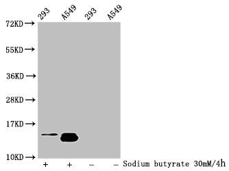 Western Blot  | Detected samples: 293 whole cell lysate, A549 whole cell lysate; Untreated (-) or treated (+) with 30mM sodium butyrate for 4h  | All lanes: HIST1H2BC antibody at 1:100  | Secondary  | Goat polyclonal to rabbit IgG at 1/50000 dilution  | Predicted band size: 14 kDa  | Observed band size: 14 kDaRabbit anti-Human HIST1H2BC Polyclonal Antibody