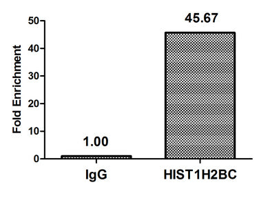 Chromatin Immunoprecipitation Hela (4*106) were treated with Micrococcal Nuclease, sonicated, and immunoprecipitated with 5µg anti-HIST1H2BC (HIST1H2BC (Ab-116) Antibody) or a control normal rabbit IgG. The resulting ChIP DNA was quantified using real-time PCR with primers against the β-Globin promoter.Rabbit anti-Human HIST1H2BC Polyclonal Antibody