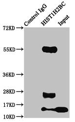 Immunoprecipitating HIST1H2BC in MCF-7 whole cell lysate  | Lane 1: Rabbit control IgG instead of HIST1H2BC (Ab-116) Antibody in MCF-7 whole cell lysate. For western blotting, a HRP-conjugated Protein G antibody was used as the secondary antibody (1/2000)  | Lane 2: HIST1H2BC (Ab-116) Antibody (5µg) + MCF-7 whole cell lysate (500µg)  | Lane 3: MCF-7 whole cell lysate (20µg)Rabbit anti-Human HIST1H2BC Polyclonal Antibody
