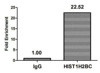 Chromatin Immunoprecipitation Hela (106, treated with 30mM sodium butyrate for 4h) were treated with Micrococcal Nuclease, sonicated, and immunoprecipitated with 5µg anti-HIST1H2BC (Acetyl-HIST1H2BC (K120) Antibody) or a control normal rabbit IgG. The resulting ChIP DNA was quantified using real-time PCR with primers against the β-Globin promoter.Rabbit anti-Human HIST1H2BC Polyclonal Antibody
