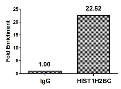 Chromatin Immunoprecipitation Hela (106, treated with 30mM sodium butyrate for 4h) were treated with Micrococcal Nuclease, sonicated, and immunoprecipitated with 5µg anti-HIST1H2BC (Acetyl-HIST1H2BC (K120) Antibody) or a control normal rabbit IgG. The resulting ChIP DNA was quantified using real-time PCR with primers against the β-Globin promoter.Rabbit anti-Human HIST1H2BC Polyclonal Antibody
