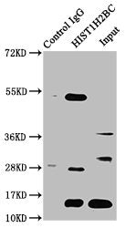 Immunoprecipitating HIST1H2BC in 293 whole cell lysate  | Lane 1: Rabbit control IgG instead of Crotonyl-HIST1H2BC (K12) Antibody in 293 whole cell lysate. For western blotting, a HRP-conjugated Protein G antibody was used as the secondary antibody (1/2000)  | Lane 2: Crotonyl-HIST1H2BC (K12) Antibody (5µg) + 293 whole cell lysate (500µg)  | Lane 3: 293 whole cell lysate (20µg)Rabbit anti-Human HIST1H2BC Polyclonal Antibody