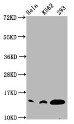 Western Blot  | Positive WB detected in: Hela whole cell lysate, K562 whole cell lysate, 293 whole cell lysate (all treated with 30mM sodium crotonylate for 4h)  | All lanes: HIST1H2BC antibody at 0.97µg/ml  | Secondary  | Goat polyclonal to rabbit IgG at 1/50000 dilution  | Predicted band size: 14 kDa  | Observed band size: 14 kDaRabbit anti-Human HIST1H2BC Polyclonal Antibody