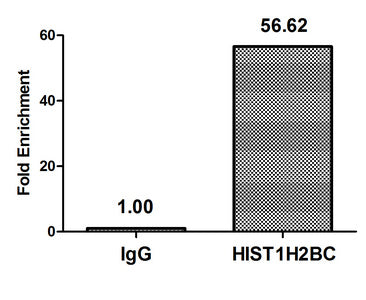 Chromatin Immunoprecipitation Hela (4*106) were treated with Micrococcal Nuclease, sonicated, and immunoprecipitated with 5µg anti-HIST1H2BC (Mono-methyl-HIST1H2BC (K12) Antibody) or a control normal rabbit IgG. The resulting ChIP DNA was quantified using real-time PCR with primers against the β-Globin promoter.Rabbit anti-Human HIST1H2BC Polyclonal Antibody