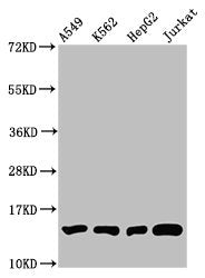 Western Blot  | Positive WB detected in: A549 whole cell lysate, K562 whole cell lysate, HepG2 whole cell lysate, Jurkat whole cell lysate  | All lanes: HIST1H2BC antibody at 1:100  | Secondary  | Goat polyclonal to rabbit IgG at 1/50000 dilution  | Predicted band size: 14 kDa  | Observed band size: 14 kDaRabbit anti-Human HIST1H2BC Polyclonal Antibody
