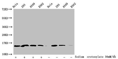 Western Blot  | Detected samples: Hela whole cell lysate, 293 whole cell lysate, A549 whole cell lysate, K562 whole cell lysate; Untreated (-) or treated (+) with 30mM Sodium crotonylate for 4h  | All lanes: HIST1H2BC antibody at 1:100  | Secondary  | Goat polyclonal to rabbit IgG at 1/50000 dilution  | Predicted band size: 14 kDa  | Observed band size: 14 kDaRabbit anti-Human HIST1H2BC Polyclonal Antibody