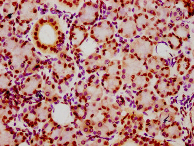 IHC image of HIST1H2BC (Ab-16) Antibody diluted at 1:20 and staining in paraffin-embedded human pancreatic tissue performed on a Leica BondTM system. After dewaxing and hydration, antigen retrieval was mediated by high pressure in a citrate buffer (pH 6.0). Section was blocked with 10% normal goat serum 30min at RT. Then primary antibody (1% BSA) was incubated at 4°C overnight. The primary is detected by a biotinylated secondary antibody and visualized using an HRP conjugated SP system.Rabbit anti-Human HIST1H2BC Polyclonal Antibody