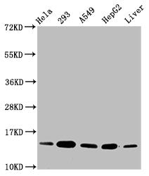 Western Blot  | Positive WB detected in: Hela whole cell lysate, 293 whole cell lysate, A549 whole cell lysate, HepG2 whole cell lysate, Rat liver tissue  | All lanes: HIST1H2BC antibody at 0.15µg/ml  | Secondary  | Goat polyclonal to rabbit IgG at 1/50000 dilution  | Predicted band size: 14 kDa  | Observed band size: 14 kDaRabbit anti-Human HIST1H2BC Polyclonal Antibody