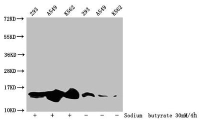 Western Blot  | Detected samples: 293 whole cell lysate, A549 whole cell lysate, K562 whole cell lysate; Untreated (-) or treated (+) with 30mM sodium butyrate for 4h  | All lanes: HIST1H2BC antibody at 1:100  | Secondary  | Goat polyclonal to rabbit IgG at 1/50000 dilution  | Predicted band size: 14 kDa  | Observed band size: 14 kDaRabbit anti-Human HIST1H2BC Polyclonal Antibody