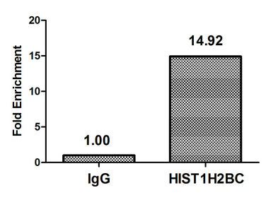 Chromatin Immunoprecipitation Hela (106, treated with 30mM sodium crotonylate for 4h) were treated with Micrococcal Nuclease, sonicated, and immunoprecipitated with 5µg anti-HIST1H2BC (Crotonyl-HIST1H2BC (K20) Antibody) or a control normal rabbit IgG. The resulting ChIP DNA was quantified using real-time PCR with primers against the β-Globin promoter.Rabbit anti-Human HIST1H2BC Polyclonal Antibody
