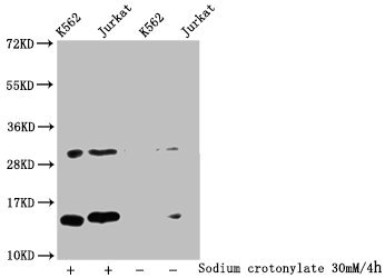 Western Blot  | Detected samples: K562 whole cell lysate, Jurkat whole cell lysate; Untreated (-) or treated (+) with 30mM Sodium crotonylate for 4h  | All lanes: HIST1H2BC antibody at 1:100  | Secondary  | Goat polyclonal to rabbit IgG at 1/50000 dilution  | Predicted band size: 14 kDa  | Observed band size: 14 kDaRabbit anti-Human HIST1H2BC Polyclonal Antibody