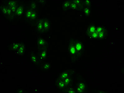 Immunofluorescence staining of HepG2 cells with HIST1H2BC (Ab-20) Antibody at 1:1, counter-stained with DAPI. The cells were fixed in 4% formaldehyde, permeabilized using 0.2% Triton X-100 and blocked in 10% normal Goat Serum. The cells were then incubated with the antibody overnight at 4°C. The secondary antibody was Alexa Fluor 488-congugated AffiniPure Goat Anti-Rabbit IgG(H+L).Rabbit anti-Human HIST1H2BC Polyclonal Antibody