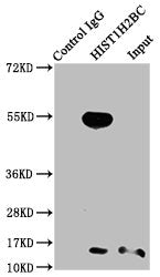 Immunoprecipitating HIST1H2BC in K562 whole cell lysate  | Lane 1: Rabbit control IgG instead of Crotonyl-HIST1H2BC (K23) Antibody in K562 whole cell lysate. For western blotting, a HRP-conjugated Protein G antibody was used as the secondary antibody (1/2000)  | Lane 2: Crotonyl-HIST1H2BC (K23) Antibody (3μg) + K562 whole cell lysate (500μg)  | Lane 3: K562 whole cell lysate (20μg)Rabbit anti-Human HIST1H2BC Polyclonal Antibody