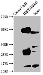 Immunoprecipitating HIST1H2BC in A549 whole cell lysate  | Lane 1: Rabbit control IgG instead of Acetyl-HIST1H2BC (K24) Antibody in A549 whole cell lysate. For western blotting, a HRP-conjugated Protein G antibody was used as the secondary antibody (1/2000)  | Lane 2: Acetyl-HIST1H2BC (K24) Antibody (5µg) + A549 whole cell lysate (500µg)  | Lane 3: A549 whole cell lysate (20µg)Rabbit anti-Human HIST1H2BC Polyclonal Antibody