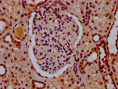 IHC image of the antibody diluted at 1:10 and staining in paraffin-embedded human kidney tissue performed on a Leica BondTM system. After dewaxing and hydration, antigen retrieval was mediated by high pressure in a citrate buffer (pH 6.0). Section was blocked with 10% normal goat serum 30min at RT. Then primary antibody (1% BSA) was incubated at 4°C overnight. The primary is detected by a biotinylated secondary antibody and visualized using an HRP conjugated SP system.Rabbit anti-Human HIST1H2BC Polyclonal Antibody