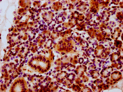 IHC image of HIST1H2BC (Ab-34) Antibody diluted at 1:10 and staining in paraffin-embedded human pancreatic tissue performed on a Leica BondTM system. After dewaxing and hydration, antigen retrieval was mediated by high pressure in a citrate buffer (pH 6.0). Section was blocked with 10% normal goat serum 30min at RT. Then primary antibody (1% BSA) was incubated at 4°C overnight. The primary is detected by a biotinylated secondary antibody and visualized using an HRP conjugated SP system.Rabbit anti-Human HIST1H2BC Polyclonal Antibody
