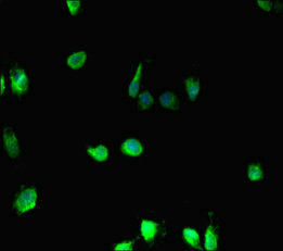 Immunofluorescent analysis of Hela cells using HIST1H2BD Antibody at dilution of 1: 100 and Alexa Fluor 488-congugated AffiniPure Goat Anti-Rabbit IgG(H+L)Rabbit anti-Human HIST1H2BD Polyclonal Antibody