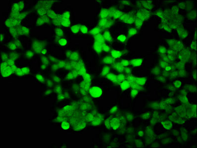 Immunofluorescence staining of 293 cells with HIST1H2BK Antibody at 1:100, counter-stained with DAPI. The cells were fixed in 4% formaldehyde, permeabilized using 0.2% Triton X-100 and blocked in 10% normal Goat Serum. The cells were then incubated with the antibody overnight at 4°C. The secondary antibody was Alexa Fluor 488-congugated AffiniPure Goat Anti-Rabbit IgG(H+L).Rabbit anti-Human HIST1H2BK Polyclonal Antibody
