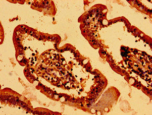 Immunohistochemistry of paraffin-embedded human small intestine tissue using the antibody at dilution of 1:100Rabbit anti-Human HIST1H2BK Polyclonal Antibody