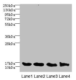 Western blot  | All lanes: HIST1H3A antibody at 2.48µg/ml  | Lane 1: Mouse liver tissue  | Lane 2: Mouse lung tissue  | Lane 3: MCF-7 whole cell lysate  | Lane 4: NIH/3T3 whole cell lysate  | Secondary  | Goat polyclonal to rabbit IgG at 1/10000 dilution  | Predicted band size: 15 kDa  | Observed band size: 15 kDaRabbit anti-Human HIST1H3A Polyclonal Antibody
