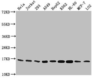 Western Blot  | Positive WB detected in: Hela whole cell lysate, Jurkat whole cell lysate, 293 whole cell lysate, A549 whole cell lysate, HepG2 whole cell lysate, K562 whole cell lysate, HL60 whole cell lysate, MCF-7 whole cell lysate, LO2 whole cell lysate  | All lanes: HIST1H3A antibody at 1:2000  | Secondary  | Goat polyclonal to rabbit IgG at 1/40000 dilution  | Predicted band size: 16 kDa  | Observed band size: 16 kDaRabbit anti-Human HIST1H3A Polyclonal Antibody