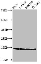 Western Blot  | Positive WB detected in: Hela cell acid extracts, Jurkat cell acid extracts, HEK293 cell acid extracts, Mouse kidney tissue  | All lanes: HIST1H3A antibody at 0.3µg/ml  | Secondary  | Goat polyclonal to rabbit IgG at 1/50000 dilution  | Predicted band size: 16 kDa  | Observed band size: 16 kDaRabbit anti-Human HIST1H3A Polyclonal Antibody