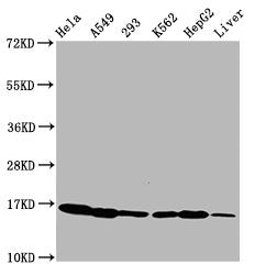 Western Blot  | Positive WB detected in: Hela whole cell lysate, A549 whole cell lysate, 293 whole cell lysate, K562 whole cell lysate, HepG2 whole cell lysate, Rat liver tissue  | All lanes: HIST1H3A antibody at 0.35µg/ml  | Secondary  | Goat polyclonal to rabbit IgG at 1/50000 dilution  | Predicted band size: 16 kDa  | Observed band size: 16 kDaRabbit anti-Human HIST1H3A Polyclonal Antibody